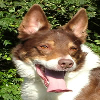 Astra Glen, red Tricolour smooth coated border collie